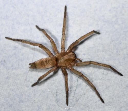 Réf. 273 383 : Drassodes sp.